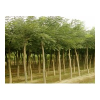 出售8cm全冠國(guó)槐、白臘、柳樹(shù)