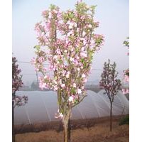 供應(yīng)綠化苗木，西府海棠成品苗，半成品苗，根接苗