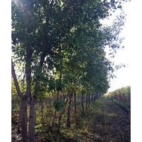 出售糖槭樹，胸徑5--13公分