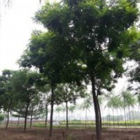 天津薊縣邦均苗木供應垂柳