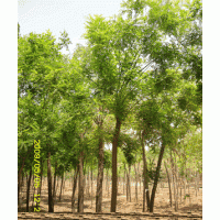 櫻花 紫葉李 紅葉碧桃 華山松 白皮松 木瓜等直銷批發(fā)