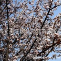 供應(yīng)10公分紫葉李