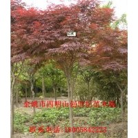 大量低價供應(yīng)櫻花、紅楓