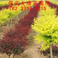 求購金葉榆，金葉榆多少錢，金葉榆價(jià)格，保定大唐苗圃