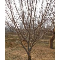 出售京紅海棠樹