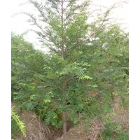 紅豆杉綠化和盆景