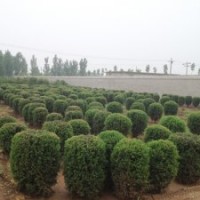 保定哪里賣(mài)檜柏球