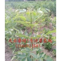 供應(yīng)速生新品種魯蠟5號