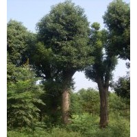 優(yōu)質(zhì)湖北香樟樹批發(fā)