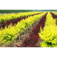 金葉榆基地，百萬(wàn)畝金葉榆熱銷(xiāo)中