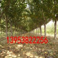 櫻花基地/櫻花苗木基地/櫻花樹苗