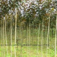 供應(yīng)紅葉李1.5米以上