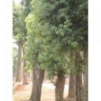 供應(yīng)25公分香泡樹、香櫞樹、香柚樹