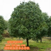 瀏陽桂花-瀏陽苗木花木價格首選瀏陽柏加苗木合作社