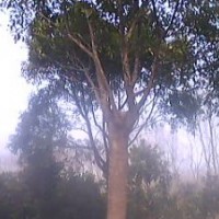 長期供應(yīng)光桿香樟，截桿幾年香樟，骨架香樟