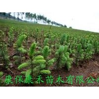 批發(fā)秋季造林用苗 二年生杯栽云杉 株高20-35cm
