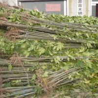 速生白蠟辦成品秋悶子量大基地