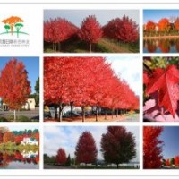 青島風(fēng)和日麗--紅點(diǎn)紅楓