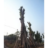 瀘州興隆園林公司提供黃葛樹大樹，瀘州大黃葛樹