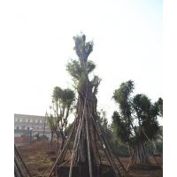 黃葛樹(shù)大樹(shù)種植基地