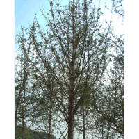 長期供應(yīng)銀杏、山杏、碧桃、油松、雪松、法桐、五角楓、紅葉李