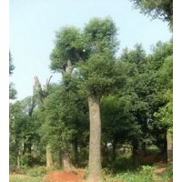 26公分移植香樟樹骨架香樟樹