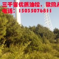 山西優(yōu)質(zhì)油松三千畝量大質(zhì)優(yōu)