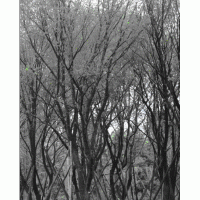 陜西西安 茶條槭 蒙古櫟 國槐 銀杏