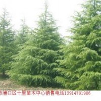 雪松綠化雪松苗木