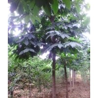 供應(yīng)、各種玉蘭、黃櫨、五角楓