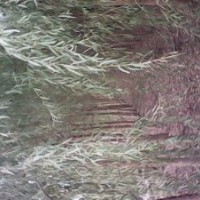 河北宏遠(yuǎn)苗木基地?zé)徜N，法桐1--25公分香花槐1--12公分國(guó)槐1--30