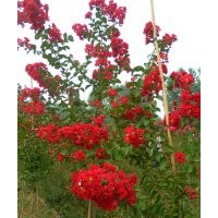 紫薇中的精品——紅火箭紫薇