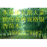 綠化苗木本基地長(zhǎng)期大量供應(yīng)各種規(guī)格銀杏苗實(shí)生樹(shù)嫁接樹(shù),量大從