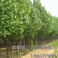 金葉榆專業(yè)供應(yīng)海源物美價(jià)廉