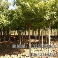 速生柳專業(yè)供應(yīng)海源物美價(jià)廉