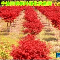 常年供應(yīng):紅楓/櫻花/桂花/茶花/茶梅/五針?biāo)?/></a>
<ul><li><a href=