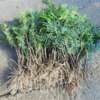 紅豆杉喬木和灌木種類種植和護(hù)理