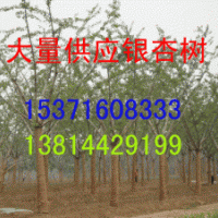 哪里有銀杏樹，銀杏之鄉(xiāng)在哪里，哪里的銀杏樹