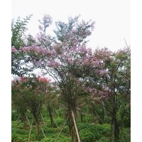 瀘州興隆園林公司長期供應(yīng)四川紫薇，瀘州紫薇