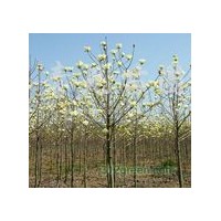 五角楓，三角楓，北欒，黃櫨，杜仲，皂角，木瓜