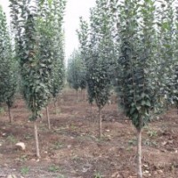 西府海棠地徑5-6公分，1500株