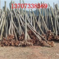 湖南截桿欒樹移栽香樟樹湖南綠化苗木價(jià)格