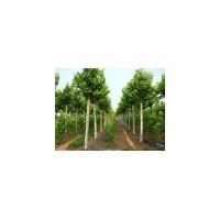山東國槐基地 截干國槐 原生8公分國槐