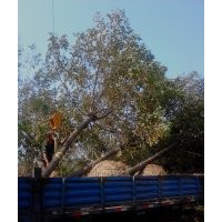 誠信經(jīng)營各種花灌木西府海棠,大葉黃楊,千頭椿