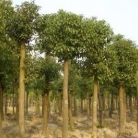 湖南大香樟價(jià)格，骨架香樟價(jià)格，截桿香樟價(jià)格，移栽香樟價(jià)格
