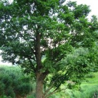 大量各種大小蒙古櫟樹