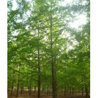 供應(yīng)山東優(yōu)質(zhì)銀杏樹(shù)