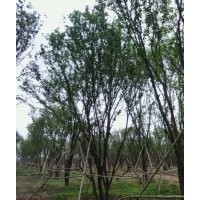 茶條槭，叢生條槭