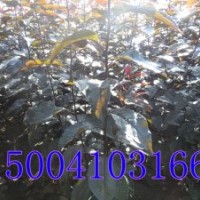 王族海棠苗FH王族海棠苗價(jià)格