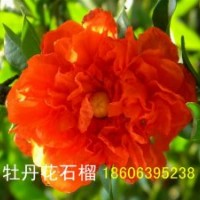 牡丹花石榴，花石榴，果石榴